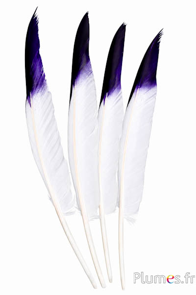 Zwaan blade punt zwart-paars - 32-36 cm - wit